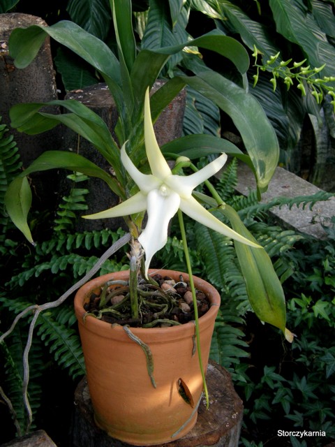 Orchidea Darwina