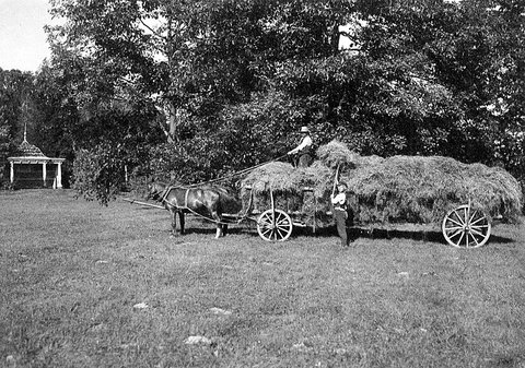 Fragment łąki kwietnej w okolicach stawu, Fotografia około 1930 r.